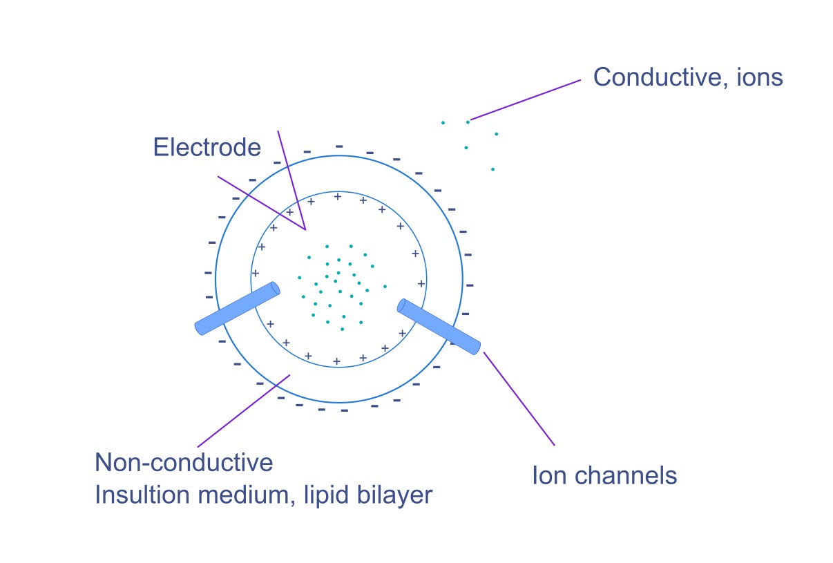 Membrane Resistance