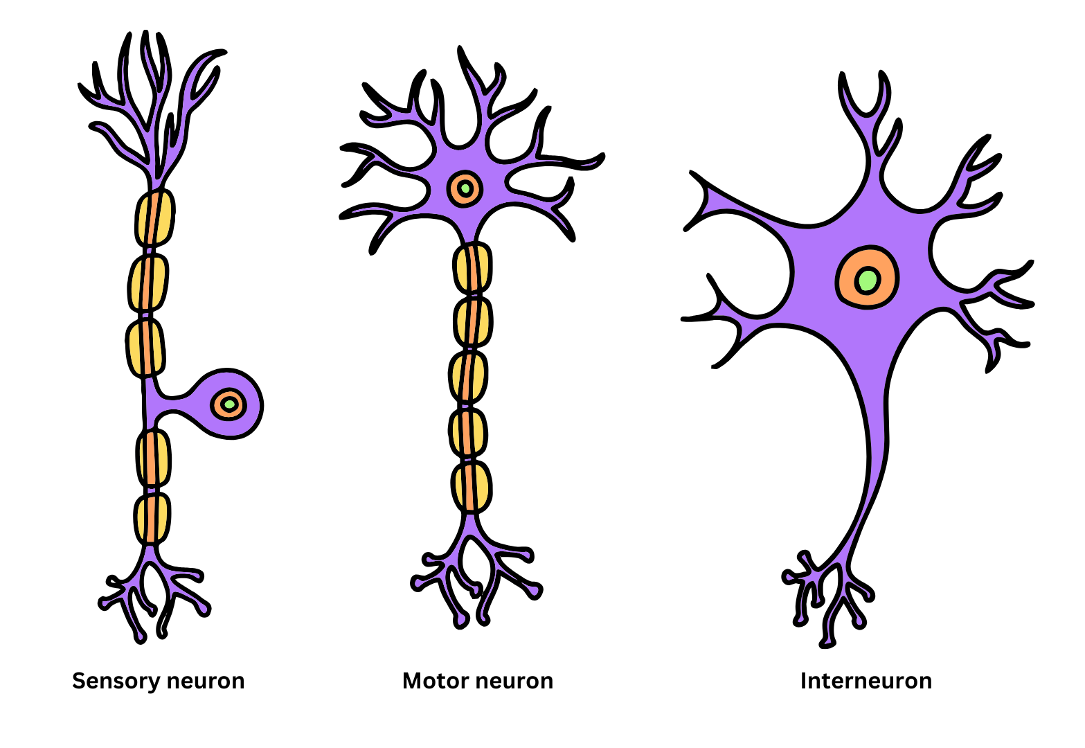 jenis neuron